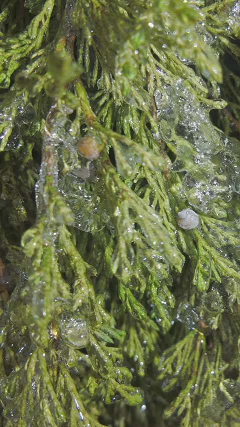Close-up, Icy twigs on Cypress sparkle in bright sunlight. Transition from fall 動画素材 328745130