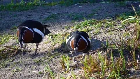 Close up idian geese grazing Stock Footage 294836862