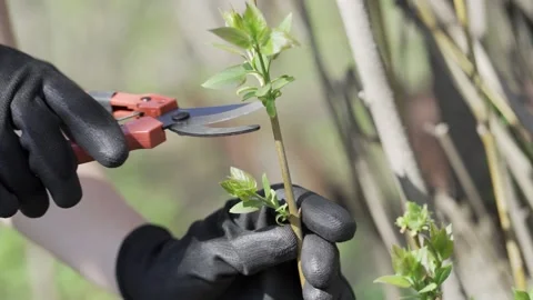 Close up if cutting branches of leaveless trees with pruner. Close up view. Video stock 151464907