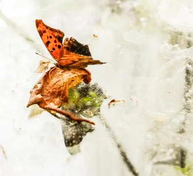 Close-up if Monarch butterfly on leaf Stock Photos