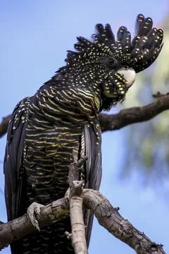 Close up if a Red tailed black cockatoo with a pretty crest perching on a 스톡 사진