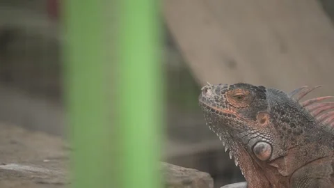 Close-up of an iguana in a cage Stock Footage 263697912