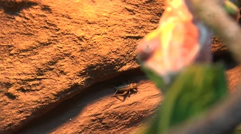 Close Up Iguana Focus Pull Hanging On Tree 4K UltraHD, UHD Stock Footage 56569418