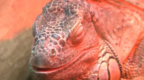 Close-up of an iguana Stock Footage 30454790