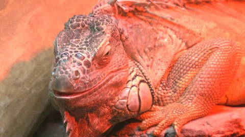 Close-up of an iguana Stock Footage 30456485