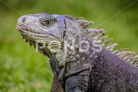 Close up of a Iguana, Harmless reptile, selective focus of a Lizard Stock Photos