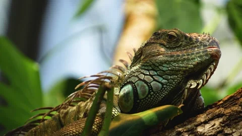 Close up of an iguana head Stock Footage 269684497