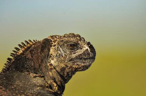 Close up on an iguana head Stock Photos
