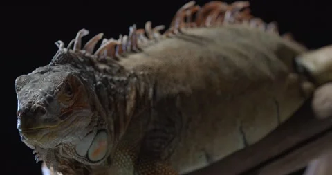 Close up of an iguana laying on a tree branch and slowly breathing, 4k Stock Footage 158164694