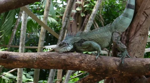 Close-Up of Iguana Lizard in Brazil Stock Footage 56750332