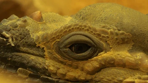 Close up of iguana lizard head Stock Footage 116614543
