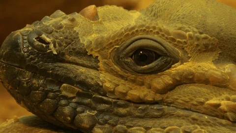 Close up of iguana lizard head Stock Footage 116614893