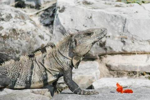 Close up of Iguana Stock Photos