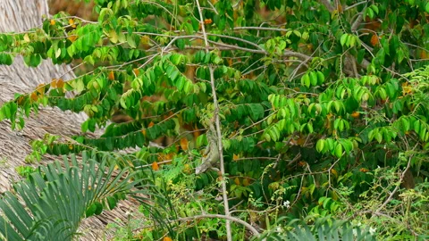 Close-up, iguana reptile camouflaged by dense tropical vegetation Stock Footage 344367464