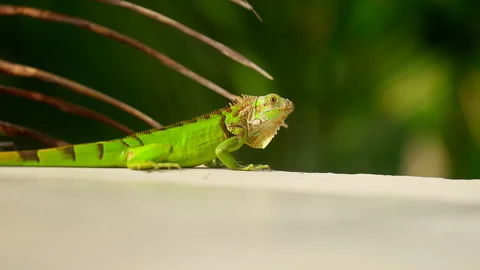 Close-up, iguana resting on a wall above green tropical environment Stock Footage 344363159