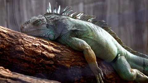 Close up Iguana sleeping on tree Stock Footage 98612742