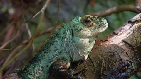 Close-up. Iguana on a tree branch and looking at the camera Stock Footage 145109101
