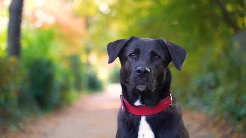 Close up image of adorable black labrador at public park, Berlin, Germany. Stock Footage 118163045