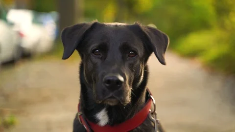 Close up image of adorable black labrador at public park, Berlin, Germany. Stock Footage 118166857