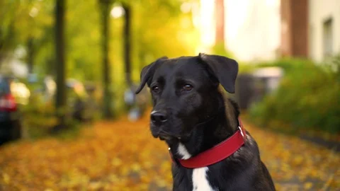 Close up image of adorable black labrador at public park, Berlin, Germany. Stock Footage 118167436