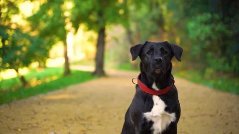 Close up image of adorable black labrador at public park, Berlin, Germany. Stock Footage 118167806
