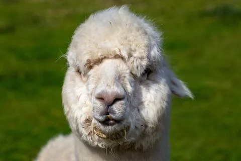 A close up image of an Alpaca Foto stock