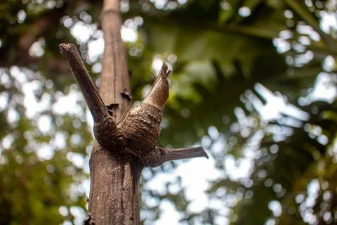 Close-up image of the bamboo knot. It can be used as a background image. Stock Photos