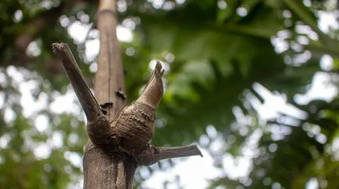 Close-up image of the bamboo knot. It can be used as a background image. Stock Photos