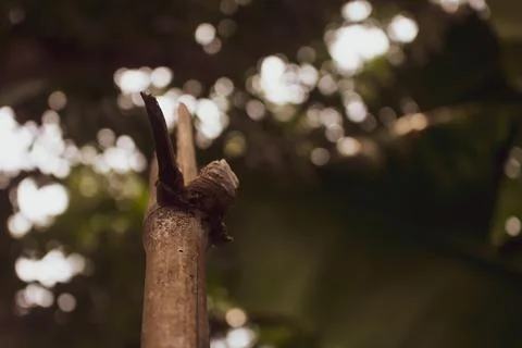 Close-up image of the bamboo knot. It can be used as a background image. Stockfoto's