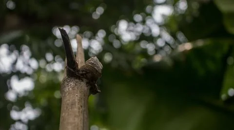 Close-up image of the bamboo knot. It can be used as a background image. Foto stock