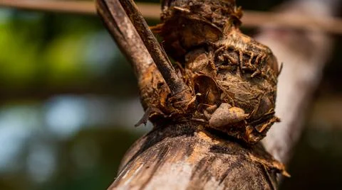 Close-up image of the bamboo knot. It can be used as a background image. Stock Photos
