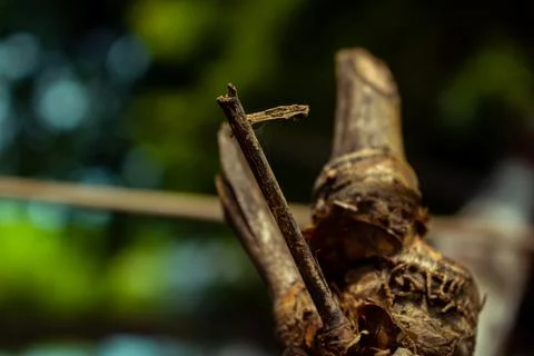 Close-up image of the bamboo knot. It can be used as a background image. Stock Photos