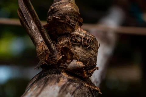Close-up image of the bamboo knot. It can be used as a background image. Stock Photos