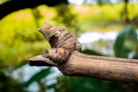 Close-up image of the bamboo knot. It can be used as a background image. Stock Photos