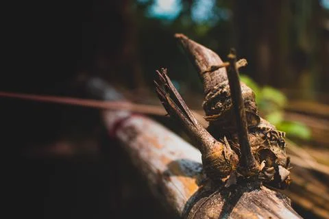 Close-up image of the bamboo knot. It can be used as a background image. Stock Photos
