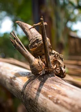 Close-up image of the bamboo knot. It can be used as a background image. Stock Photos