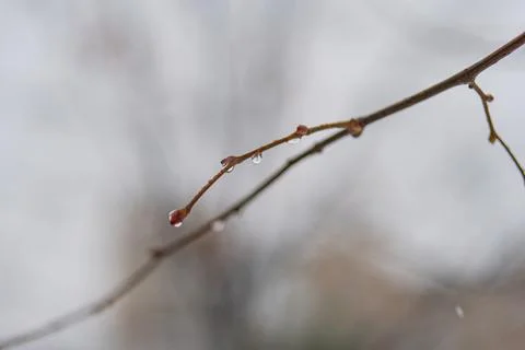 Close-up image of bare tree branches extending horizontally, possibly from .. Foto stock