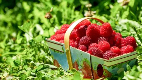 A close-up image of a basket filled with fresh, ripe raspberries sitting on a Stock Photos