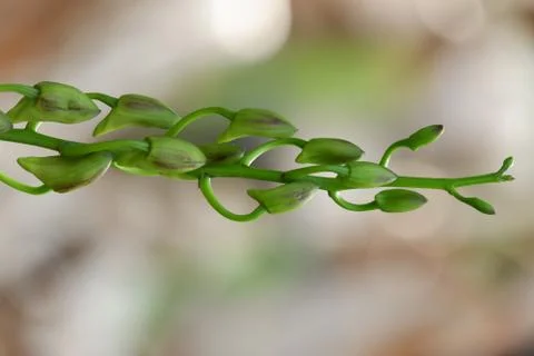 Close up image of beautiful dendrobium mangosteen still growing buds Stock Photos