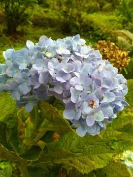 Close up image of the beautiful hydrangea flowers in bloom Stock Photos