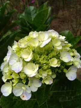 Close up image of the beautiful hydrangea flowers in bloom Stock Photos