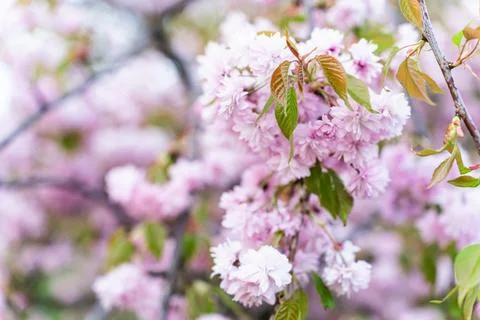 Close-up image of the beautiful soft pink Cherry Blossom of 'Prunus Kanzan' J Stock Photos