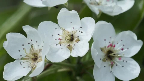 Close-up image of the beautiful white spring blossom flowers of the Pear tree Stock Footage 153721577