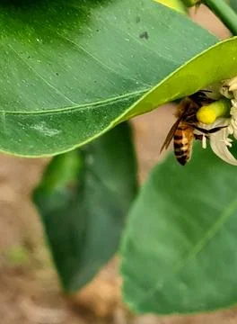 Close-up image of a bee collecting nectar from an orange blossom Stock Photos