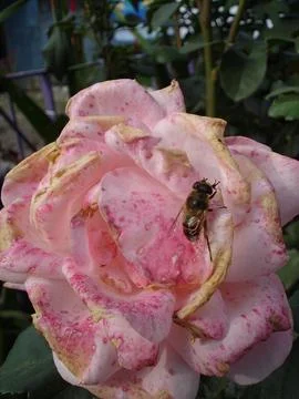 Close-up image of a bee perched on a wilting pink rose with faded petals an.. Stock Photos
