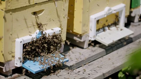 Close-up image with beehives and many swarms of bees bringing nectar to the Stock Footage 246379915