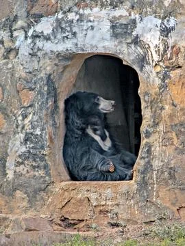 Close up image of a big black bear takes afternoon nap in his hole at a zoo.. Foto stock