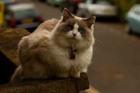 Close up image of a big fat fluffy cat lying on the concrete wall of a balcon Stock Photos
