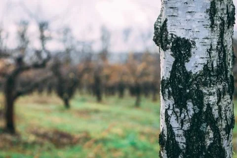 Close-up image of Birch with defocused view of the apple garden Stock Photos