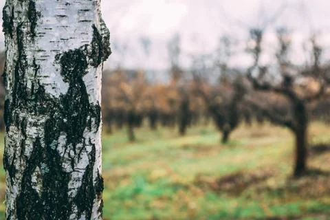Close-up image of Birch with defocused view of the apple garden in autumn Stock Photos